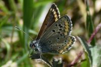 Aricia agestis