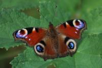 Aglais io