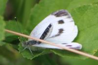 Pieris napi