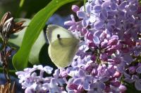 Pieris brassicae