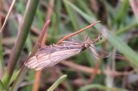 Chrysocrambus linetella