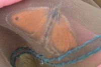 Coenonympha pamphilus