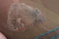 Coenonympha pamphilus