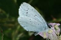 Celastrina argiolus