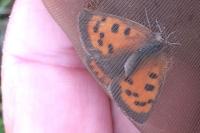 Lycaena phlaeas