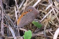 Lycaena phlaeas