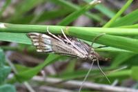 Chrysocrambus linetella