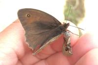 Maniola jurtina