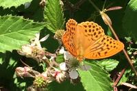 Argynnis paphia