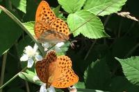 Argynnis paphia