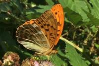 Argynnis paphia