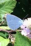 Celastrina argiolus