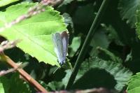 Celastrina argiolus