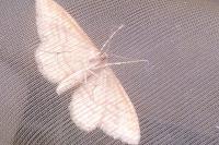 Idaea ochrata