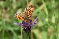 Boloria dia