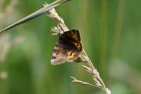 Euclidia glyphica