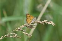 Euclidia glyphica