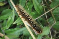Lasiocampa quercus