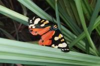 Callimorpha dominula