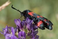 Zygaena ephialtes