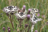Melanargia galathea