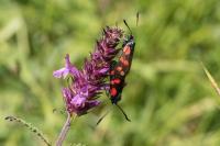 Zygaena filipendulae