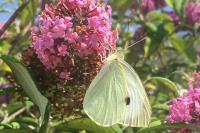 Pieris brassicae