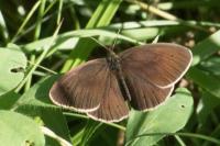 Aphantopus hyperantus