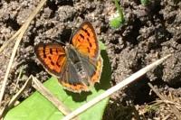 Lycaena phlaeas