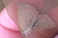 Lycaena phlaeas