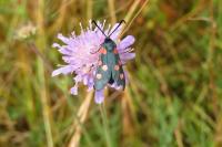 Zygaena trifolii