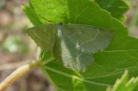 Thalera fimbrialis
