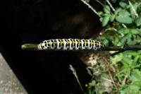 Cucullia scrophulariae