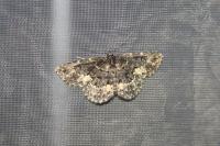 Parascotia fuliginaria