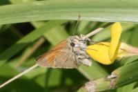 Thymelicus sylvestris