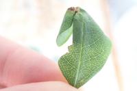 Phyllonorycter trifasciella