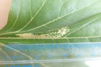 Phyllonorycter platani
