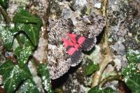 Catocala promissa