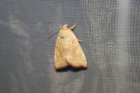 Cosmia trapezina