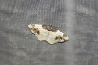 Ligdia adustata