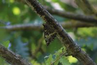 Brintesia circe