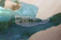 Phyllonorycter roboris