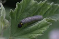 Carcharodus alceae