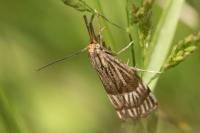 Chrysocrambus linetella