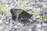 Hipparchia fagi