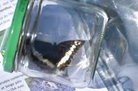 Brintesia circe