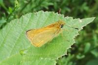 Ochlodes sylvanus