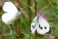 Pieris brassicae