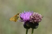 Ochlodes sylvanus