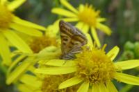 Pyrausta despicata